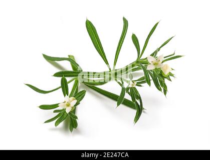 Cleavers (Galium aparine) isolated on white background Stock Photo
