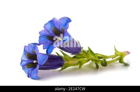 Gentian flowers ( Gentiana acaulis ) isolated on white Stock Photo