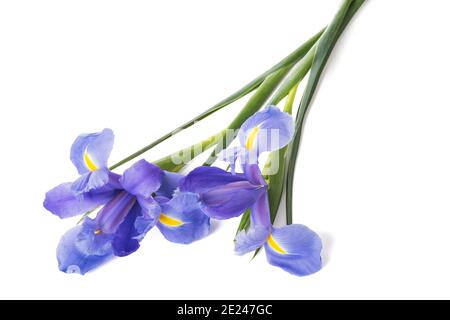 Iris flowers isolated on white background Stock Photo