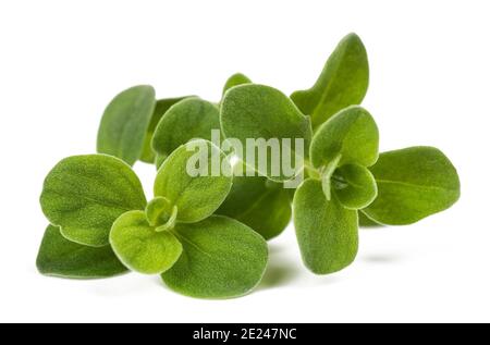 Fresh green marjoram plants isolated on white background Stock Photo