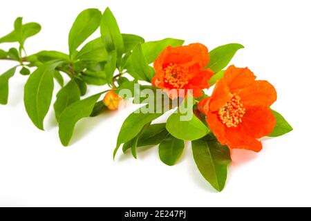 Pomegranate branch with flowers isolated on white Stock Photo