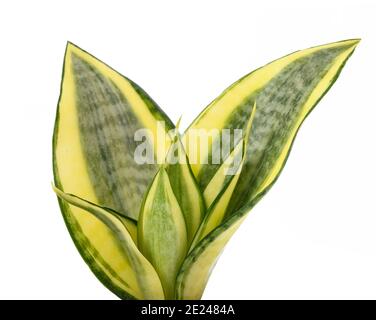 Mother in law tongue plant isolated on white Stock Photo