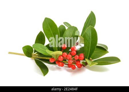 Skimmia japonica branch with red berries isolated on white background Stock Photo
