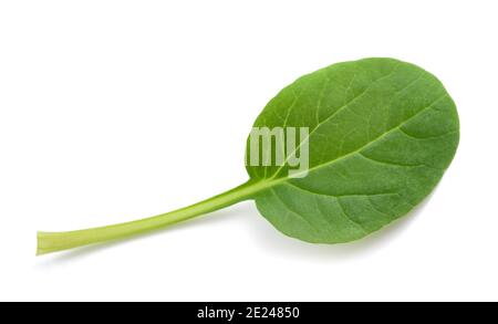 Tatsoi leaf isolated on white background Stock Photo