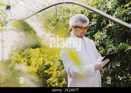 Picture of smiling young man in sterile clothes standing in greenhouse and looking at his tablet. Taking notes about plants condition. Stock Photo