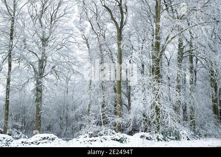 Snow covered trees in december in the cotswold countryside. Near Chipping Campden, Cotswolds, Gloucestershire, England Stock Photo