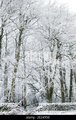 Snow covered trees in december in the cotswold countryside. Near Chipping Campden, Cotswolds, Gloucestershire, England Stock Photo