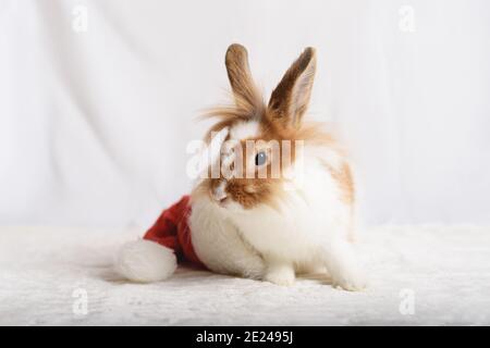 A nice rabbit sitting in a pink present box with blue background. Stock Photo