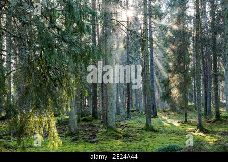 Sun shining through tree branches Stock Photo