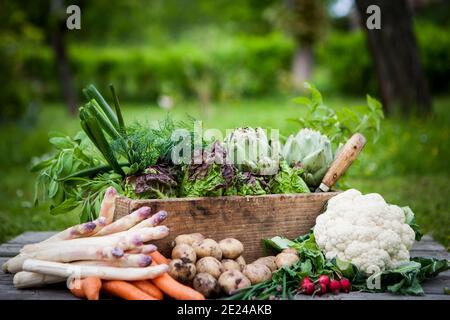 Various vegetables in garden Stock Photo