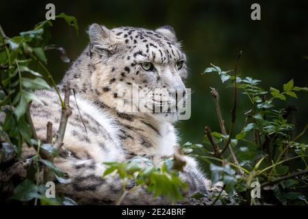 Crouching adult snow leopard, panthera uncia, with foliage habitat background. This vulnerable big cat is indigenous to the mountains of central and s Stock Photo