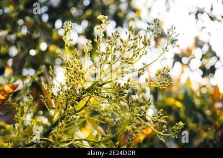 Buds of new leaves and flowers of an avocado tree. Blooming season Stock Photo