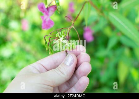 Himalayan balm seeds in hand close up photo. Policeman Helmet plant, Bobby Tops, Invasive asian plant species Stock Photo