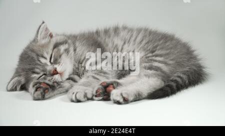 Funny little gray fold scottish kitten kitty sleeping on a white background. Stock Photo