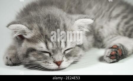 Funny little gray fold scottish kitten kitty sleeping on a white background. Stock Photo