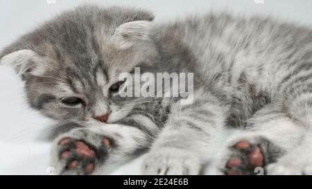 Funny little gray fold scottish kitten kitty sleeping on a white background. Stock Photo
