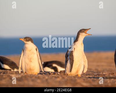 Chick. Gentoo penguin (Pygoscelis papua) on the Falkland Islands. South America, January