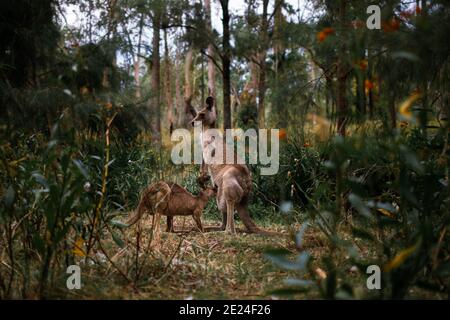 Mom feeding joey kangaroo in the bush, roo family mother and baby Stock Photo