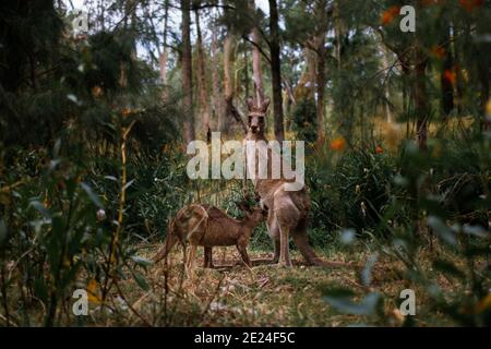 Mom feeding joey kangaroo in the bush, roo family mother and baby Stock Photo