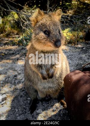 Happy Quokka Portrait on Rottnest Island, Western Australia Stock Photo