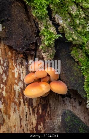 flammulina velutipes, Velvet Shank Stock Photo