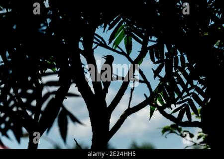 Silhouette of bird perching on branch Stock Photo
