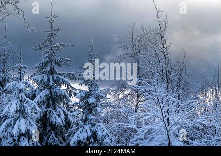 Trees without leaves covered with snow in a forest captured during the winter Stock Photo