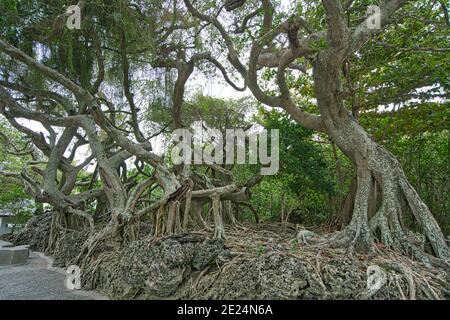 The roots of the banyan tree are coiled in the rocks. The location is in a park by the sea in Taitung, Taiwan. Stock Photo