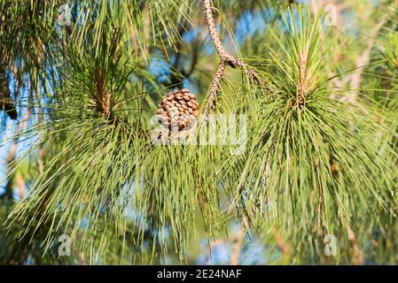 A close up of a cone and needles on a Pinus radiata (Monterey Pine) in Sydney, Australia. Rapid growing, a radiata pine can grow to 60m in cultivation Stock Photo