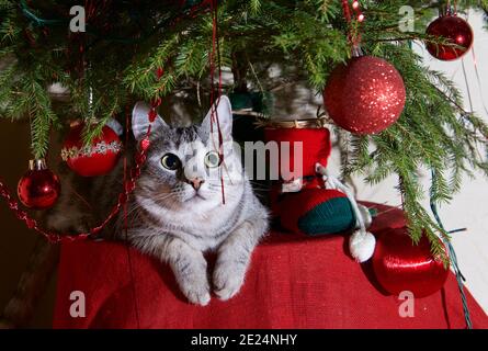 Grey cat lying on a table under a Christmas tree Stock Photo