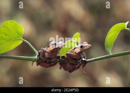 Two Borneo eared tree frogs on a branch, Indonesia Stock Photo
