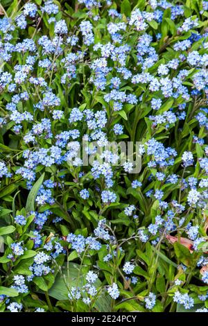 forget me not ( myosotis sylvatica) a spring summer flowering plant with a blue springtime flower which opens in April and May, stock photo image Stock Photo