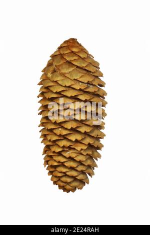 Cone of Dragon spruce (Picea asperata) Stock Photo