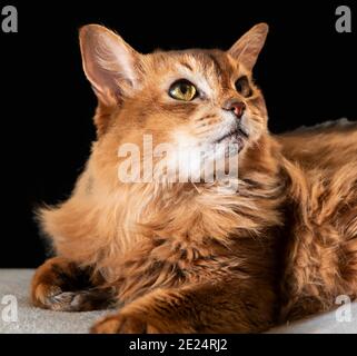 Purebred Ruddy Somali Cat Looking Up Staring At The Camera This Domestic Cat Is Very Smart And Makes An Ideal Family Pet Stock Photo Alamy Purebred Ruddy Somali Cat Looking Up Staring At The Camera This Domestic Cat Is Very Smart And Makes An Ideal Family Pet Stock Photo Alamy
