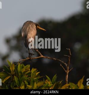 Grey heron perched on a branch, Sri Lanka Stock Photo