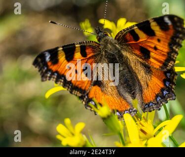 Closeup shot of urticaria butterfly on a yellow flower with bokeh background Stock Photo