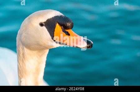 Large White Mute Swan on lake water level view with macro close up of eye, light catch and face beak and feathers Stock Photo
