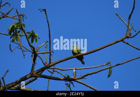 Green bird perched and beautiful blue background Stock Photo