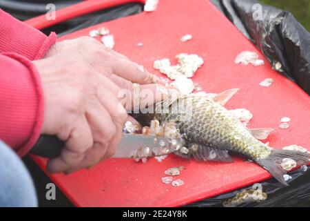 Cleans fish crucian or carp from scales on the cutting Board Stock Photo