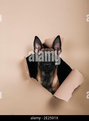 Portrait of cute puppy of breed Malinois comes out of a hole on colored background.Free space for text. Vertical picture Stock Photo