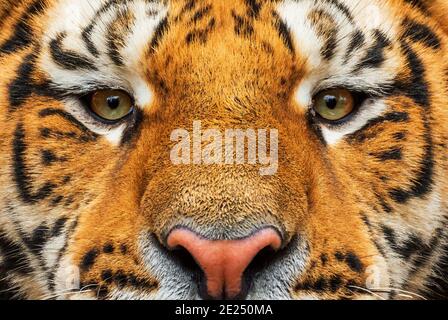 Siberian Tiger - Panthera tigris, beautiful large cat from Asian forests and woodlands, Russia. Stock Photo