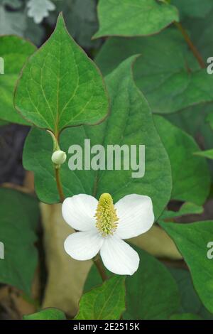 Fish mint (Houttuynia cordata). Called Fish leaf, Rainbow plant, Chameleon plant, Heart leaf, Fish wort and Chinese lizard tail also Stock Photo