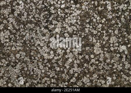 Old concrete wall with lichens, abstract background or texture Stock Photo