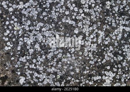 Old stone wall with lichens, abstract background or texture Stock Photo