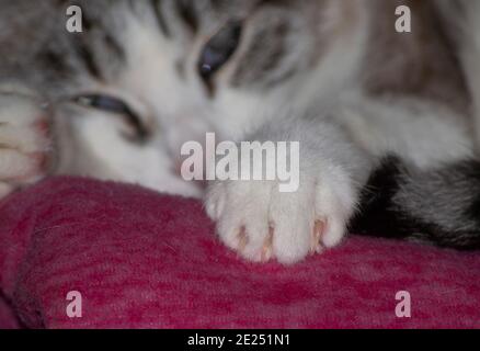 closeup of a cat claw in a selective focus image Stock Photo