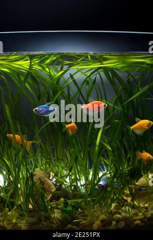 Colored glofish and others little aquarium fishes with beautiful green plants in aquarium. Stock Photo