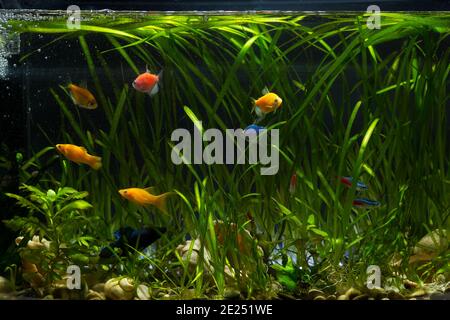 Aquarium filled with colored fish and a lot of plants on black background. Stock Photo