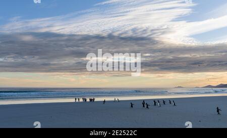 Gentoo Penguin (Pygoscelis papua) on a sandy beach in the Falkland Islands. South America, Falkland, January Stock Photo