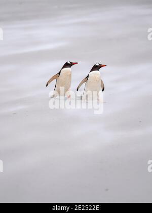 Gentoo Penguin (Pygoscelis papua) on a sandy beach in the Falkland Islands. South America, Falkland, January Stock Photo