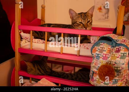 Young Cute Cats in Dolls Bed.  Two sibling young cats get comfortable on a children's toy bunk bed. Stock Photo